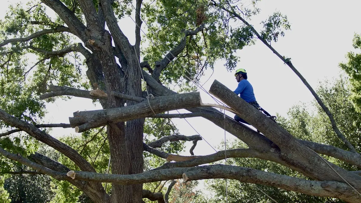 Professional Crown Thinning performed by certified arborists in Hermansville