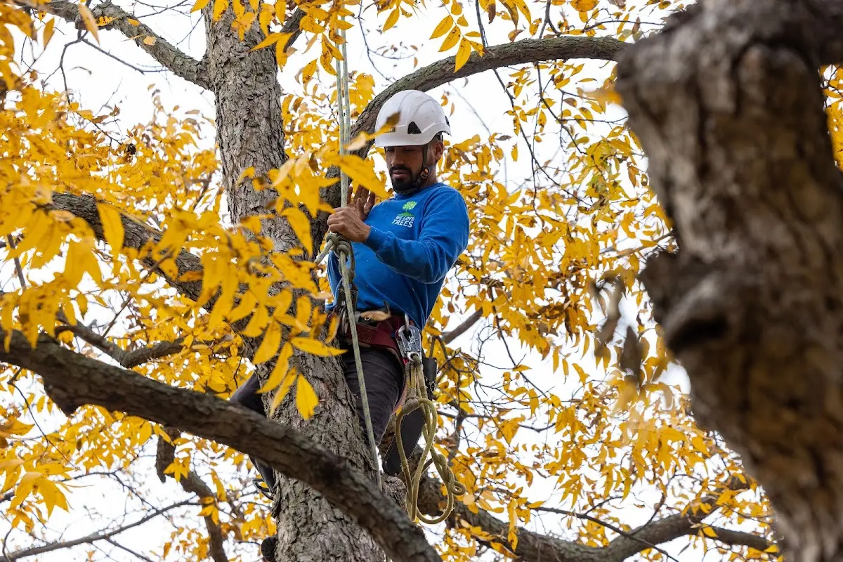 Skilled Tree Transplanting crew working in Hermansville